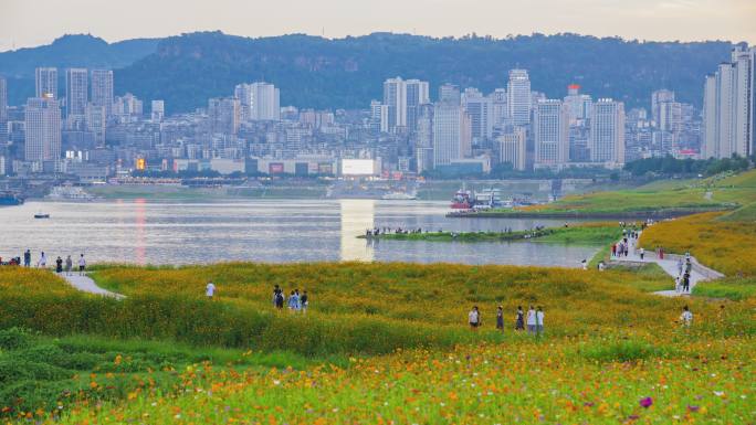 重庆市万州区长江边花海延时摄影