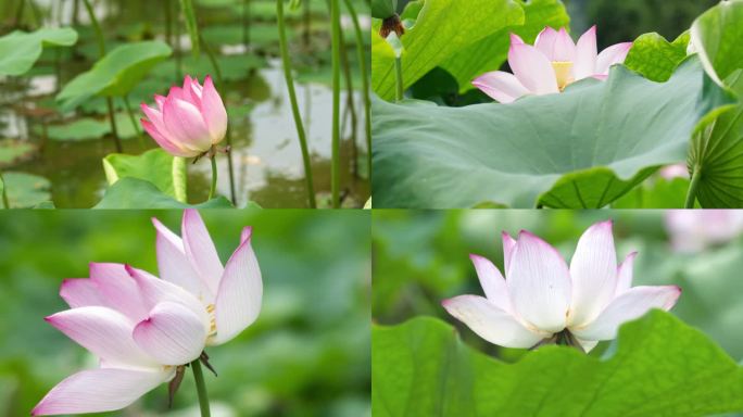 夏日池塘里的荷花特写