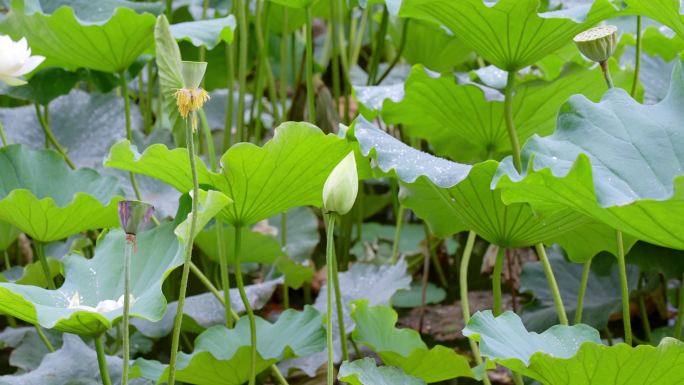 昆明翠湖公园夏天荷塘里的白莲花盛开