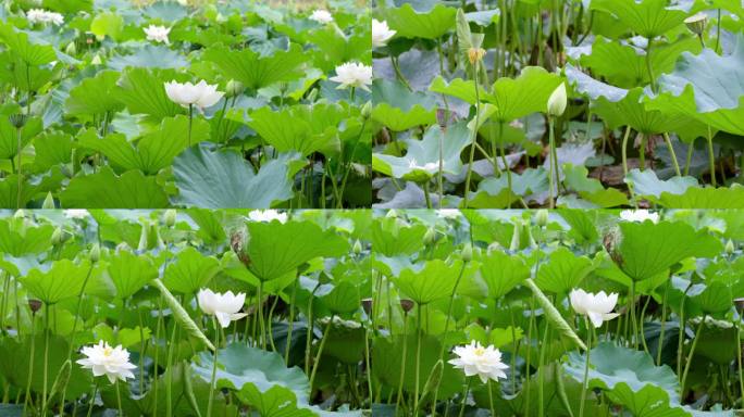 昆明翠湖公园夏天荷塘里的白莲花盛开