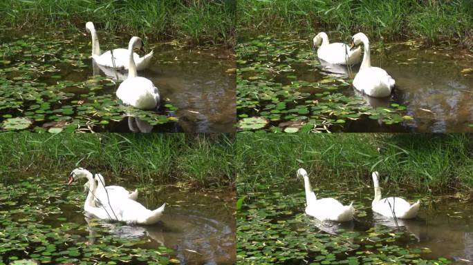 夏天荷塘里一对游泳的白天鹅
