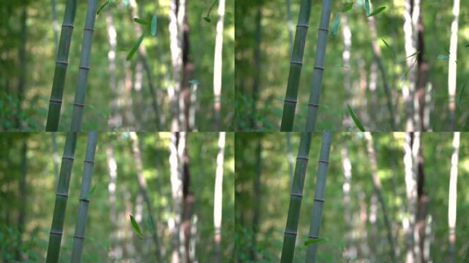 武侠气氛竹叶落叶升格慢动作