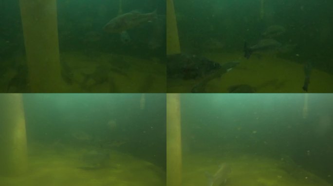 游动的鱼群 鱼群 鱼 游动 水下拍摄