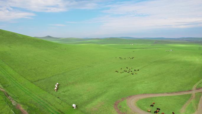 内蒙古大草原黑山头蒙古包营地马群牛群