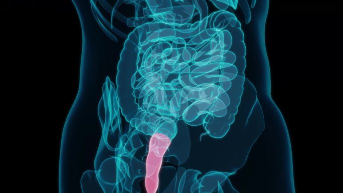 直肠 消化系统十二指肠大肠小肠大肠癌肠胃