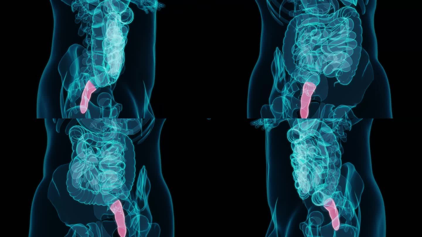 直肠 消化系统十二指肠大肠小肠大肠癌肠胃