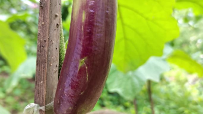 农家自种茄子花蔬菜