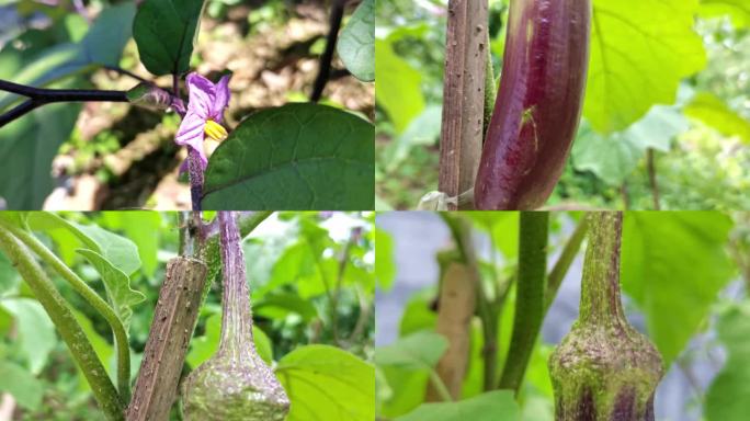 农家自种茄子花蔬菜