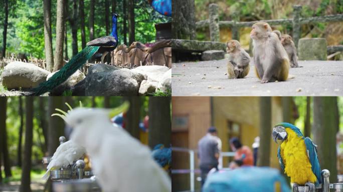 白鹅 鹦鹉 孔雀 猴子生态公园素材