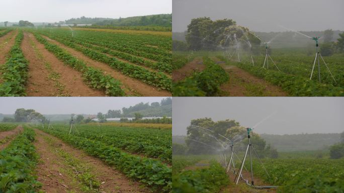 草莓大地自动喷淋