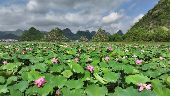 普者黑旅游景区航拍荷花塘