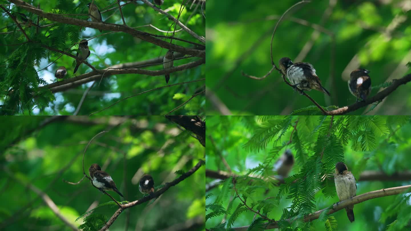 森林树枝上的小鸟