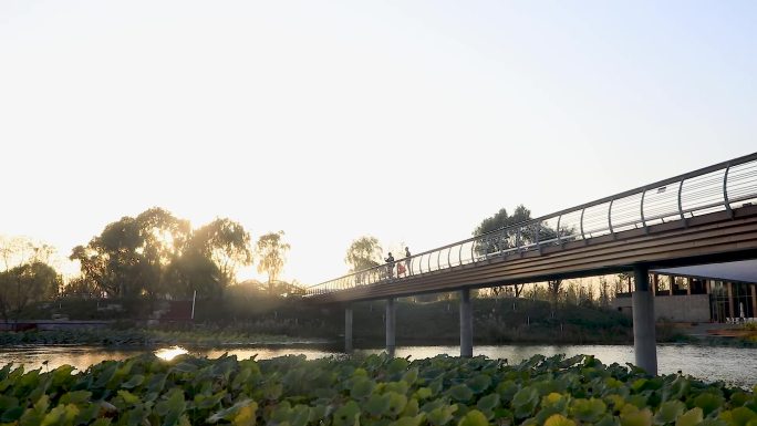 温榆河公园桥荷花池