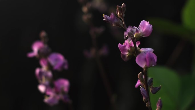 紫色花在微风中摇曳