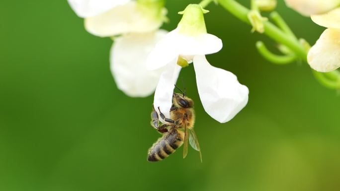 蜜蜂采蜜