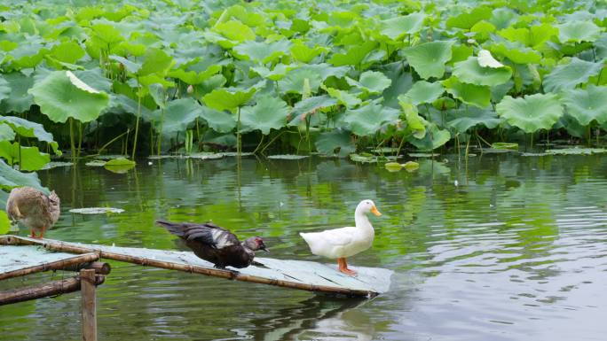 翠湖荷塘里白色的大鹅灰黑色的鸭子栖息