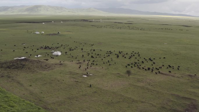 高原草原牦牛羊群牛群大气航拍阿坝甘孜奔跑