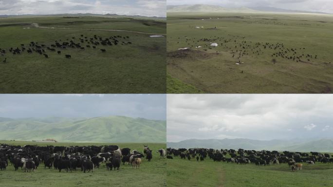 高原草原牦牛羊群牛群大气航拍阿坝甘孜奔跑