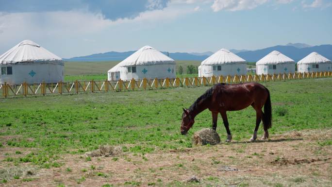 4K正版-草原上的蒙古包 吃草的马