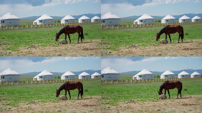4K正版-草原上的蒙古包 吃草的马