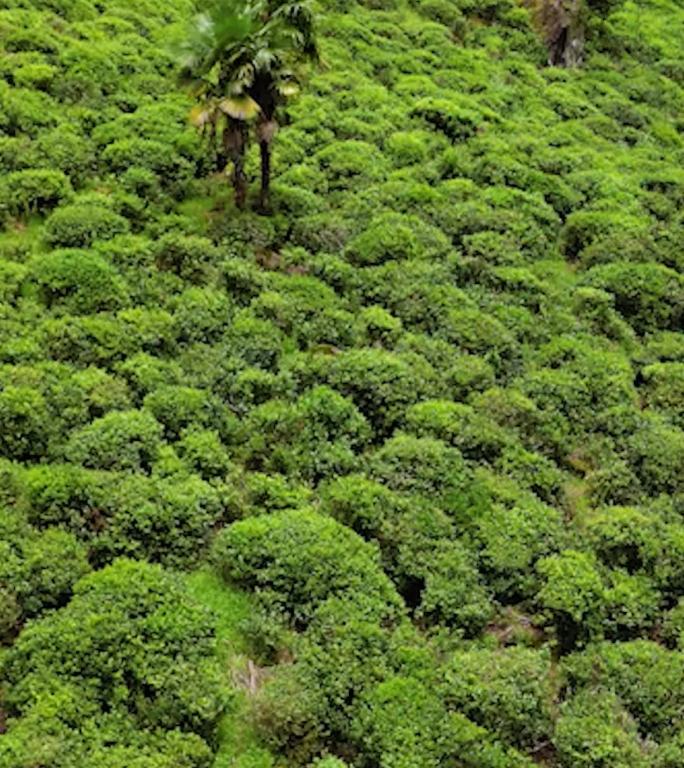 茶园茶山航拍素材竖版