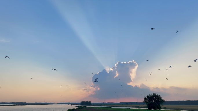 4k夕阳下归巢的白鹭