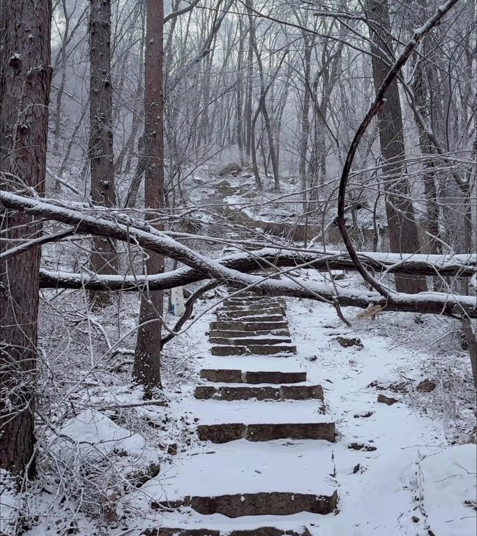 冬季森林景区树挂被雪覆盖