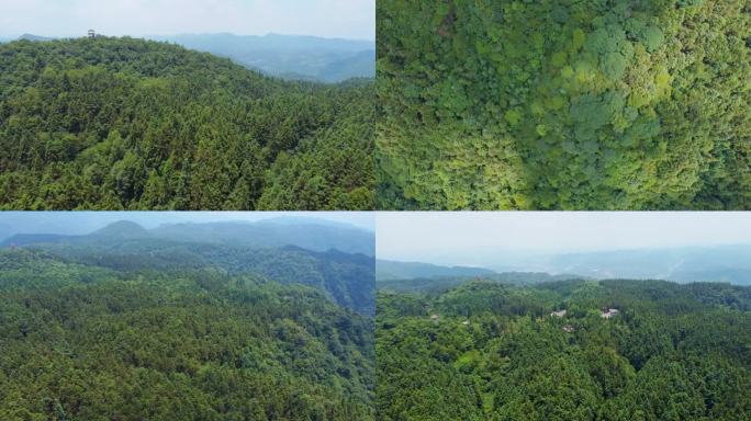 林场 石斛种植基地