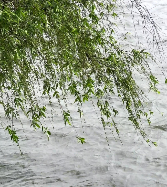 雨天湖边翠柳迎风吹起