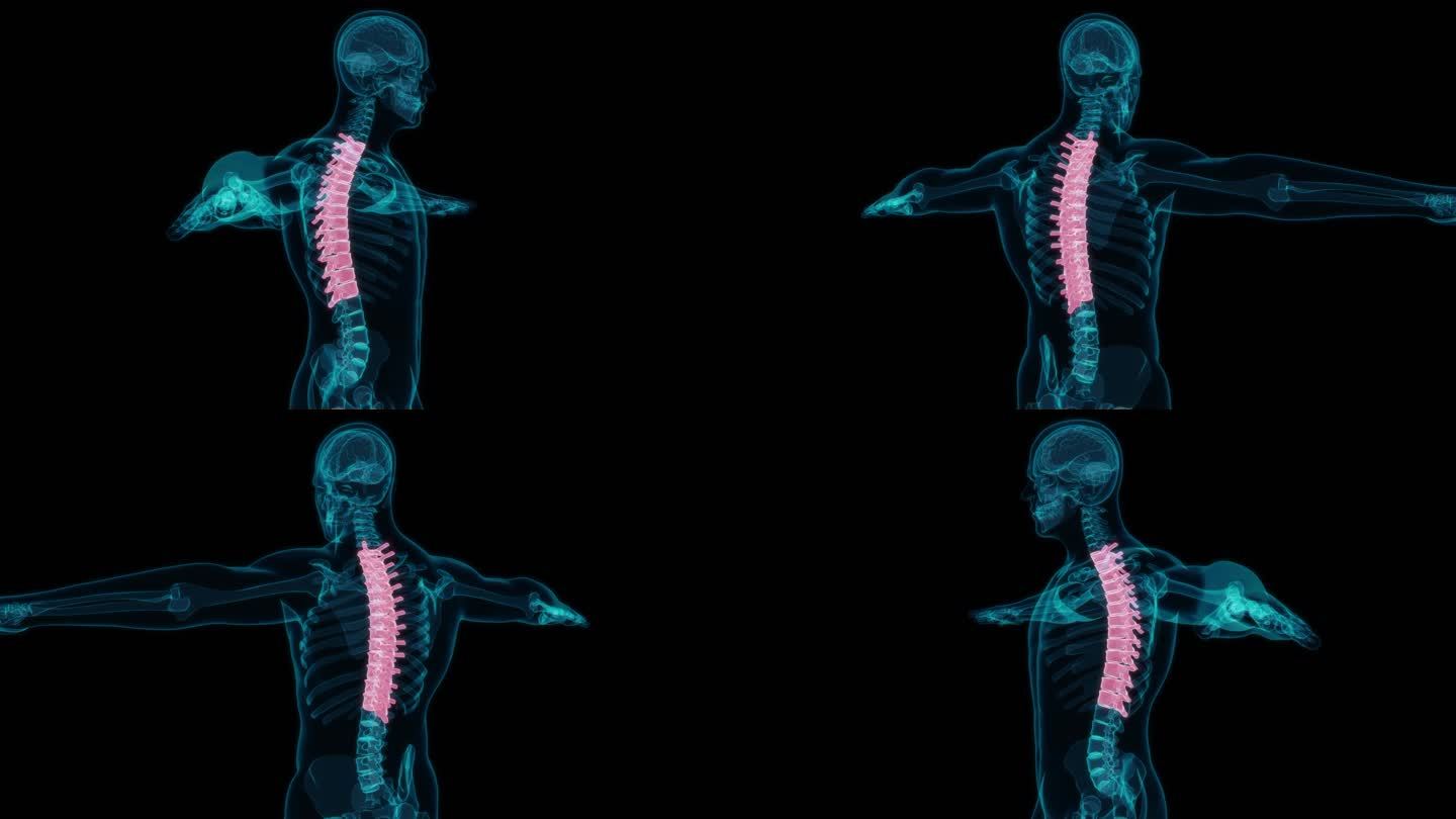 胸椎 腰椎颈椎骨科脊椎脊柱骨头骨科背肌