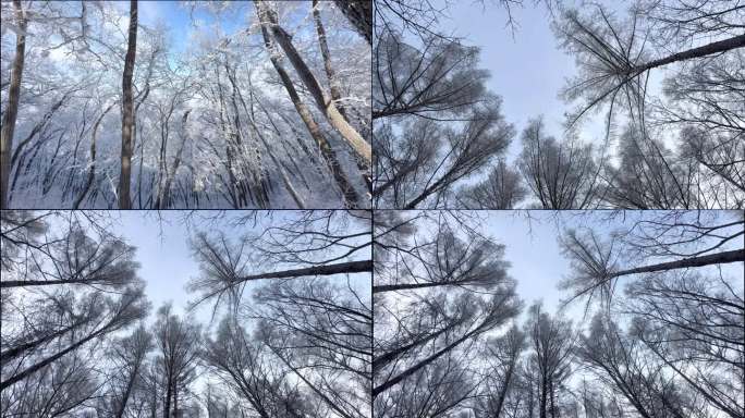 冬天雾凇树挂松树参天大树