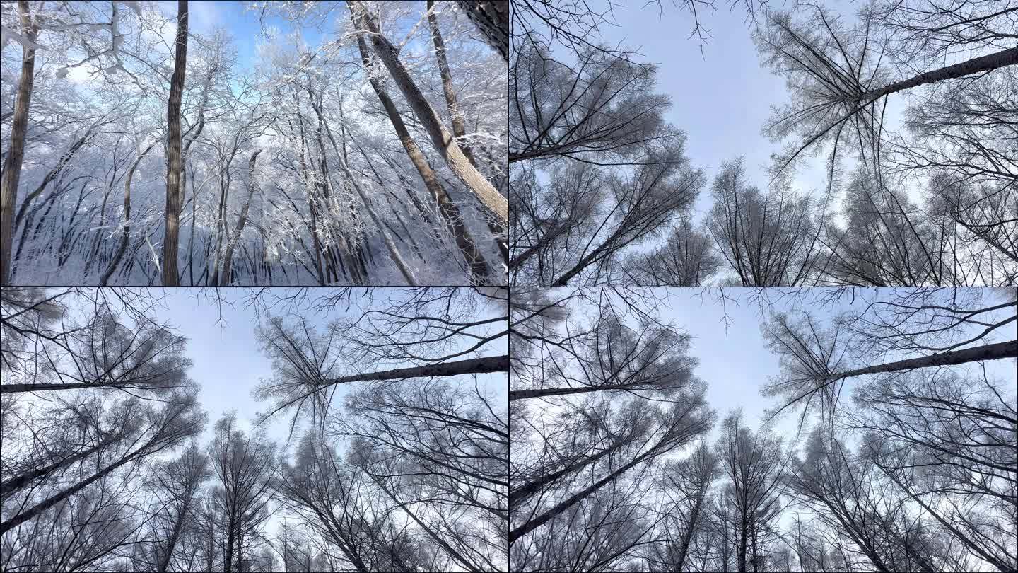 冬天雾凇树挂松树参天大树