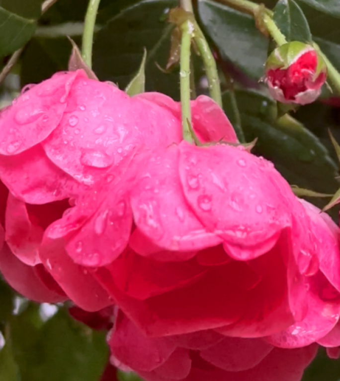 雨中月季园月季花