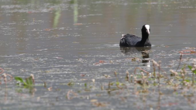 C拉鲁湿地捕鱼的野鸭4K视频