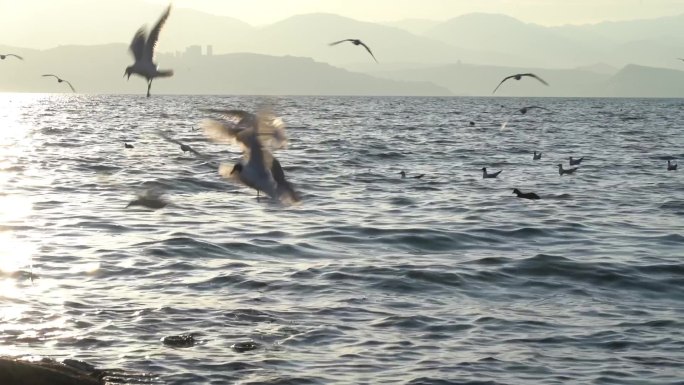 大理洱海海鸥湖边唯美空镜