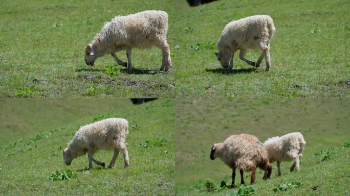 4K正版-草原牧场上吃草的羊03