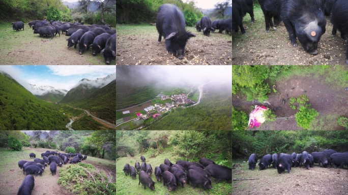 高原原生态藏香猪黑猪养殖