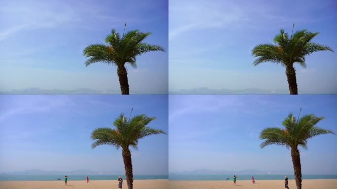 鼓浪屿海边孤单的椰子树