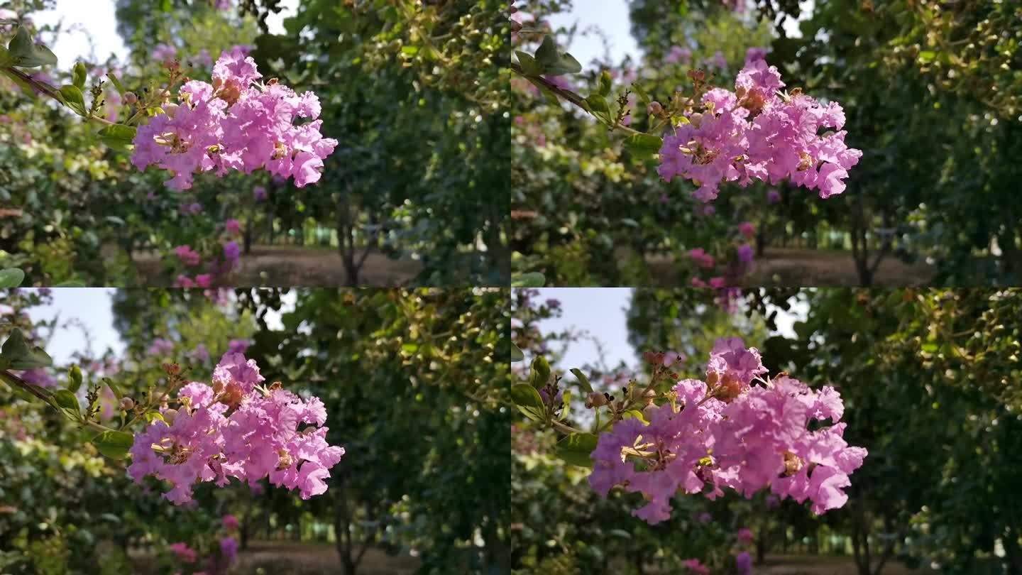 紫薇花开 (11)