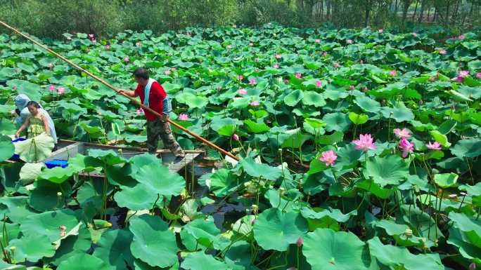 采莲船 荷花池 航拍