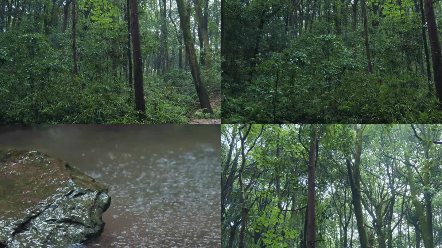 4K下雨天的树林小水潭