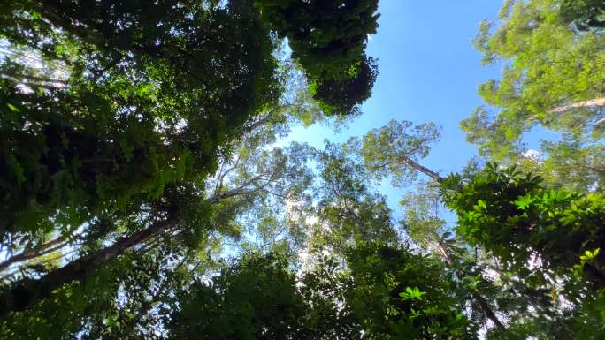 华南植物园森林雨林阳光蓝天绿草