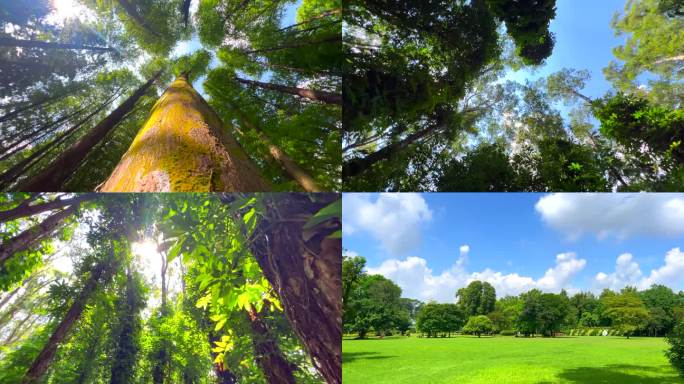 华南植物园森林雨林阳光蓝天绿草