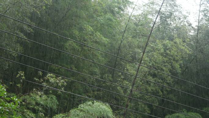 雨天绿竹