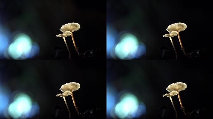 蘑菇4K
