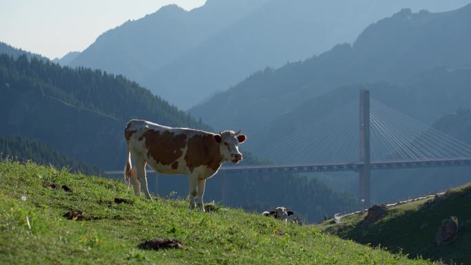 4K正版-新疆果子沟大桥草原上的牛