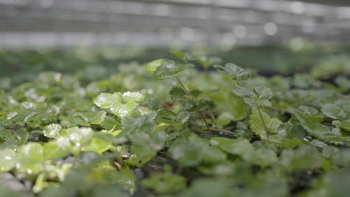 草莓育苗温室现代化大棚 农技专家育苗养护