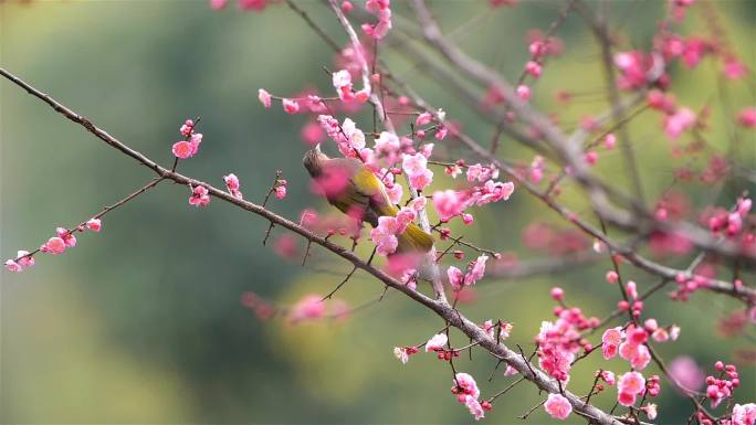 好美的梅花升格素材，花鸟视频鸟语花香