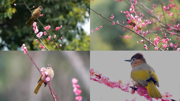 好美的梅花升格素材，花鸟视频鸟语花香