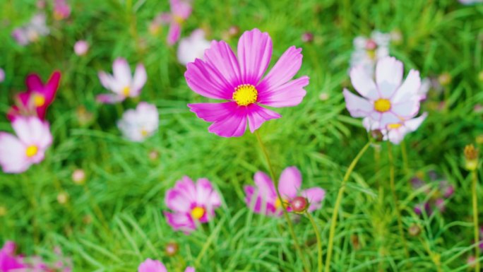 花海 格桑花 波斯菊 小花 实拍视频